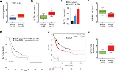 Long Non-coding RNA DLEU1 Promotes Cell Proliferation, Invasion, and Confers Cisplatin Resistance in Bladder Cancer by Regulating the miR-99b/HS3ST3B1 Axis